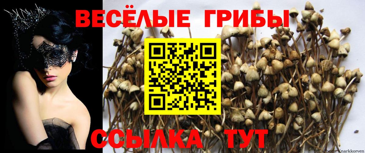 Муром  наркотики  Вход с VPN  Галлюциногенные грибы прущие грибы 