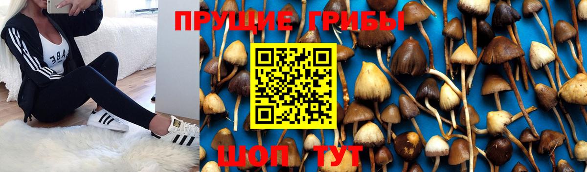 Галлюциногенные грибы мицелий Муром